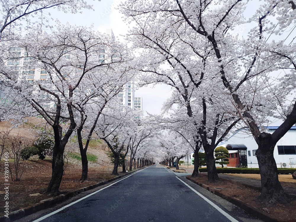 Obraz premium Korea Cherry Blossom