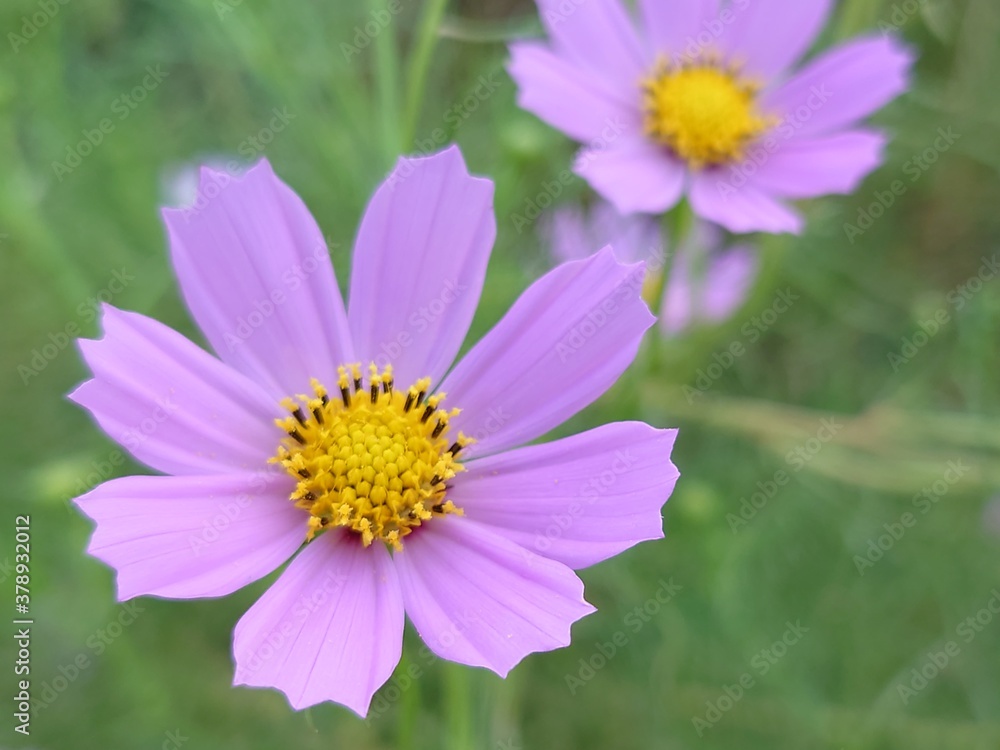 野に咲くコスモスの花