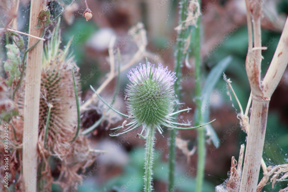 Obraz premium cactus in bloom