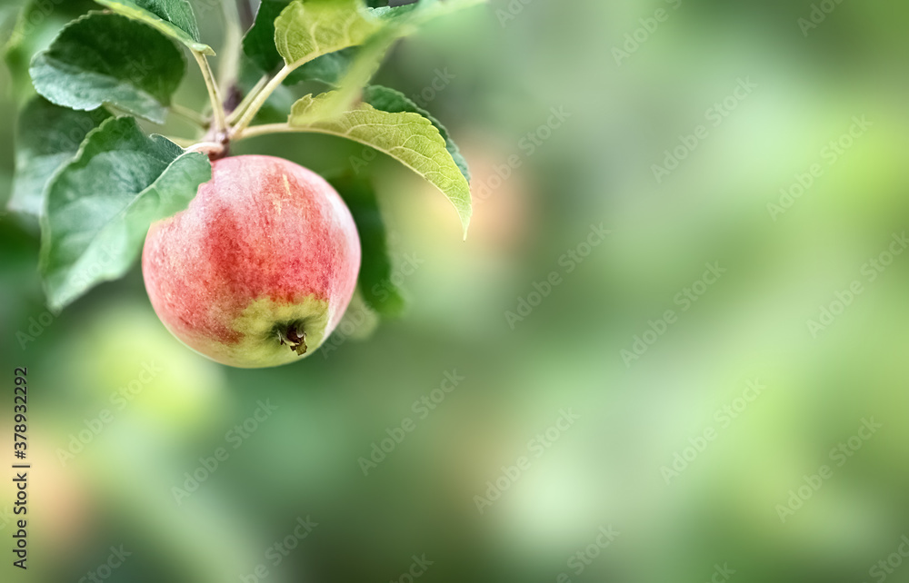 A red apple hangs on a branch. Blurred green background. A red apple hangs on a branch. Blurred green background.