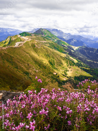 View from the top of the mountain valley, flowers and grass in the foreground © Ulia Koltyrina
