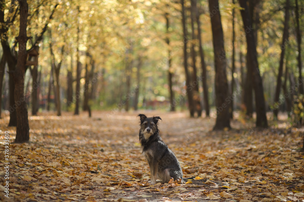 Fototapeta premium funny mix breed dog in the autumn leaves