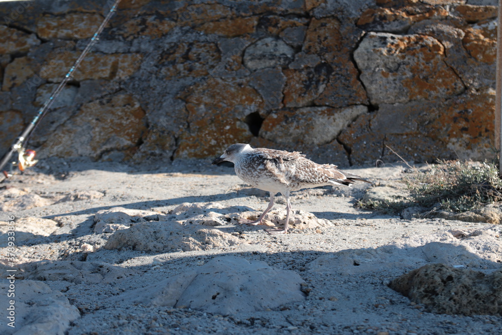 Fototapeta premium seagull on the pier