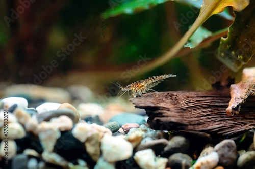 Big fire red or cherry dwarf shrimp with green background in fresh water aquarium tank. © davit85