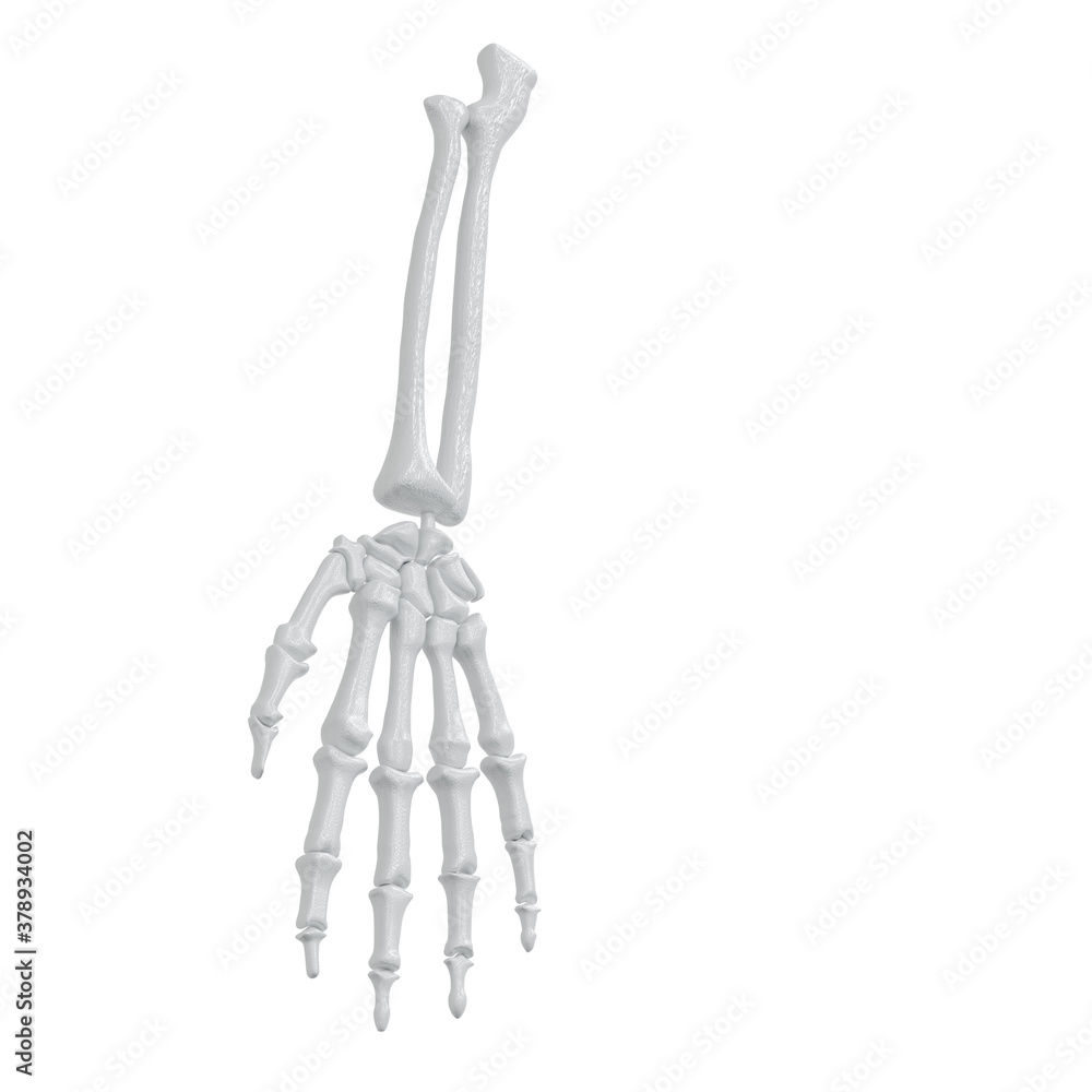 Hand bone skeleton isolated on white background. Wrist anatomy skeleton of human. 3d render. clipping part.