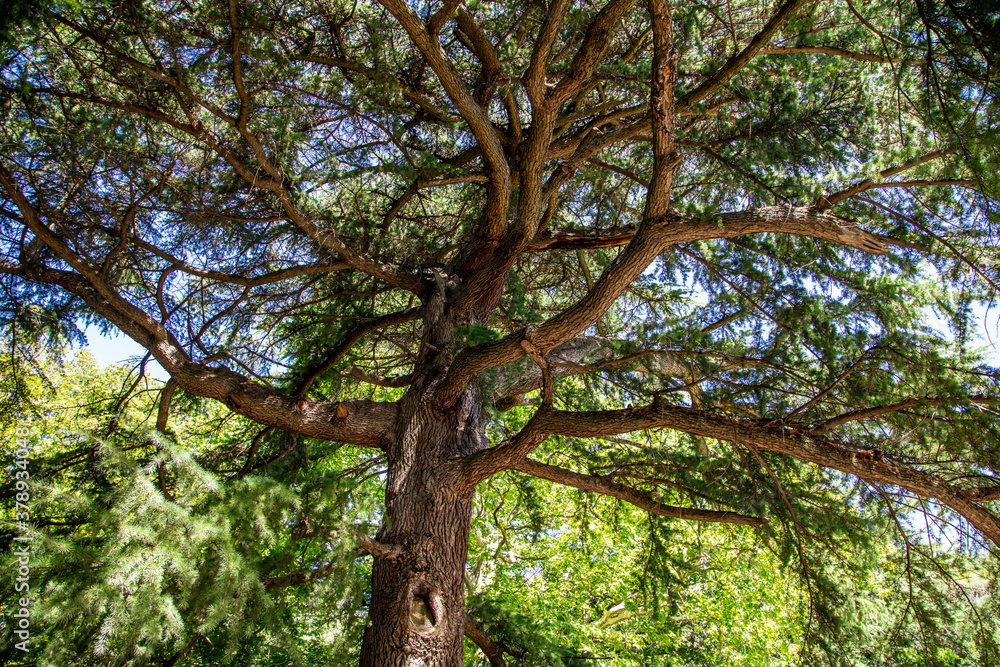 Fototapeta premium Coniferous tree in the park.