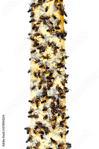 Sticky flypaper with glued flies, trap for flies or fly-killing device. On white background with copyspace. Also known as fly strip or fly ribbon.