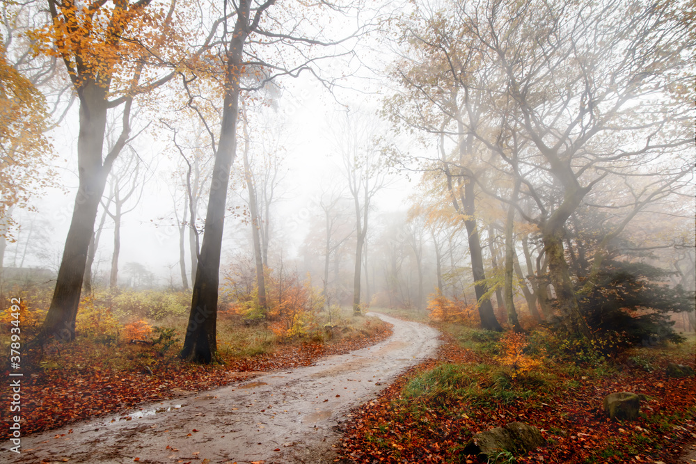 Obraz premium Colorful autumn forest in the autumn