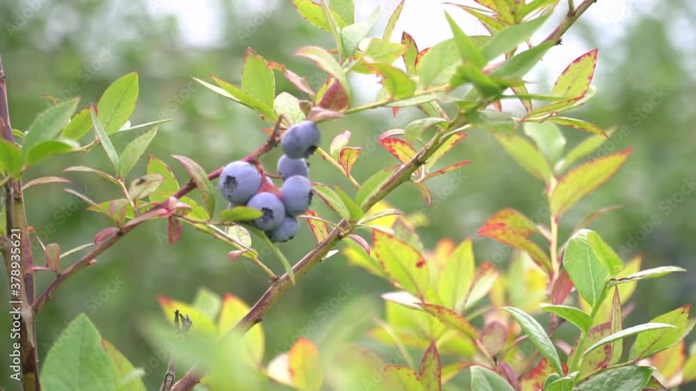 Close-up of a bunch of Mature blueberries on a Bush branch. Twig with Mature blueberries on the background of green bushes. Development of farming in developing countries. Close-up of a bunch of Mature blueberries on a Bush branch. Twig with Mature blueberries on the background of green bushes. Development of farming in developing countries.