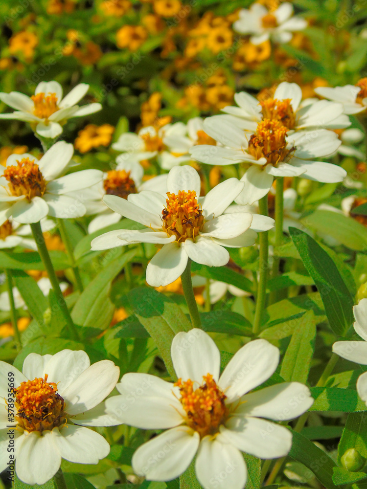 Obraz premium the colorful flowers in Vietnam