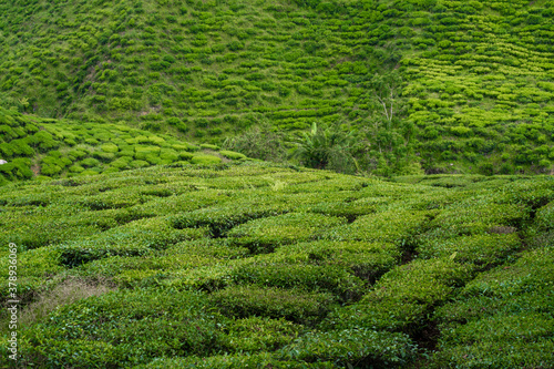 Tea plantations Cameron Valley. Green hills in the highlands of Malaysia. Tea production. Green bushes of young tea.
