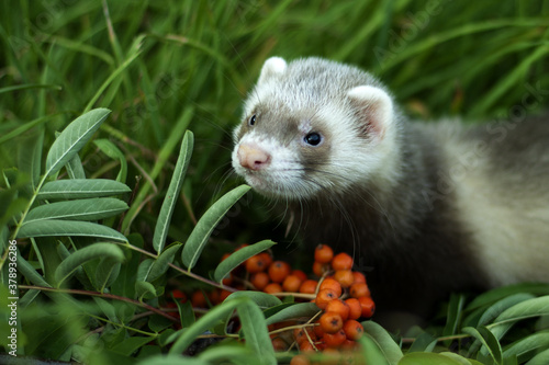 ferret on the grass, red mountain ash