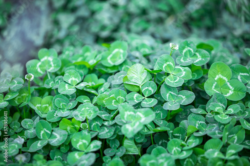 Three leaf green clover flower background