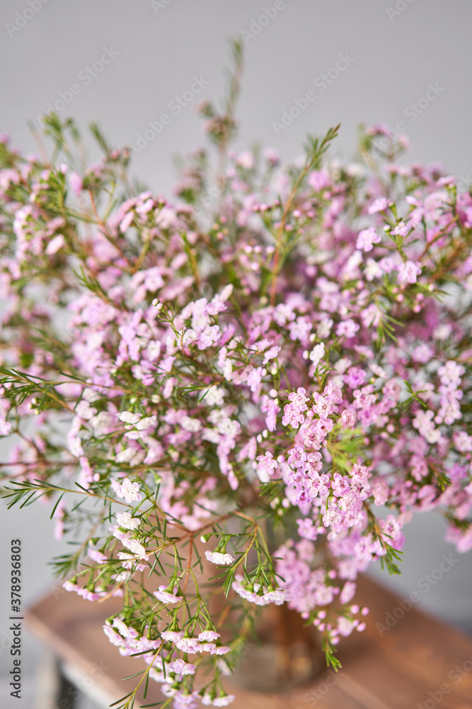Pink chamelaucium, wax flower on gray background, copy space. The work of the florist at a flower shop. Fresh cut flower.