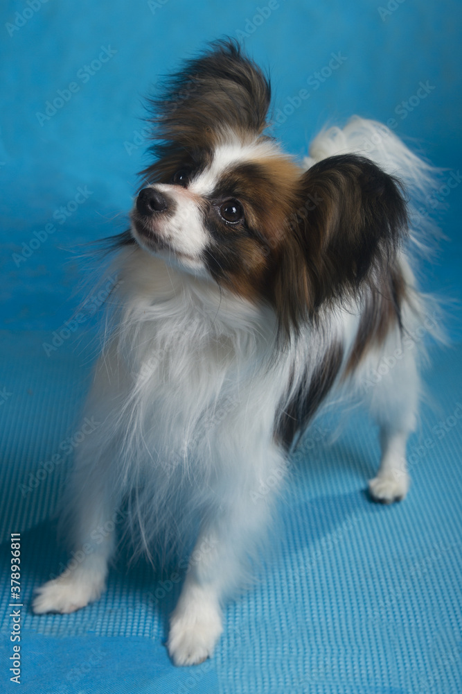 papillon breed dog papillon breed dog