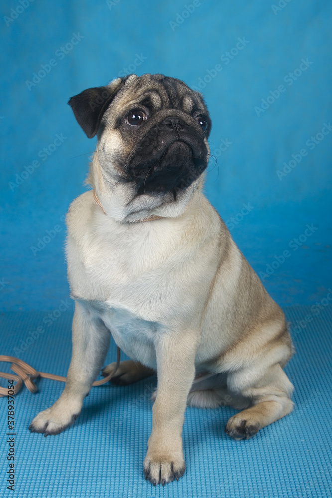 pug portrait on a blue background