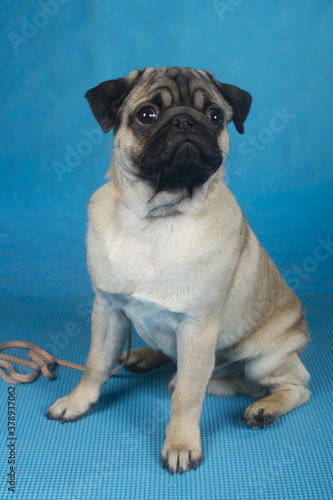 close-up portrait of a pug dog on a blue background © Ольга Рупасова