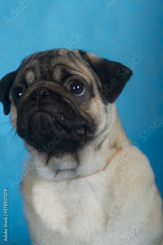 close-up portrait of a pug dog on a blue background © Ольга Рупасова