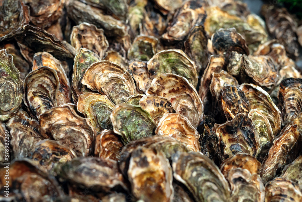 Oysters for sale at the seafood market. Fish market stall full of fresh shell oysters.