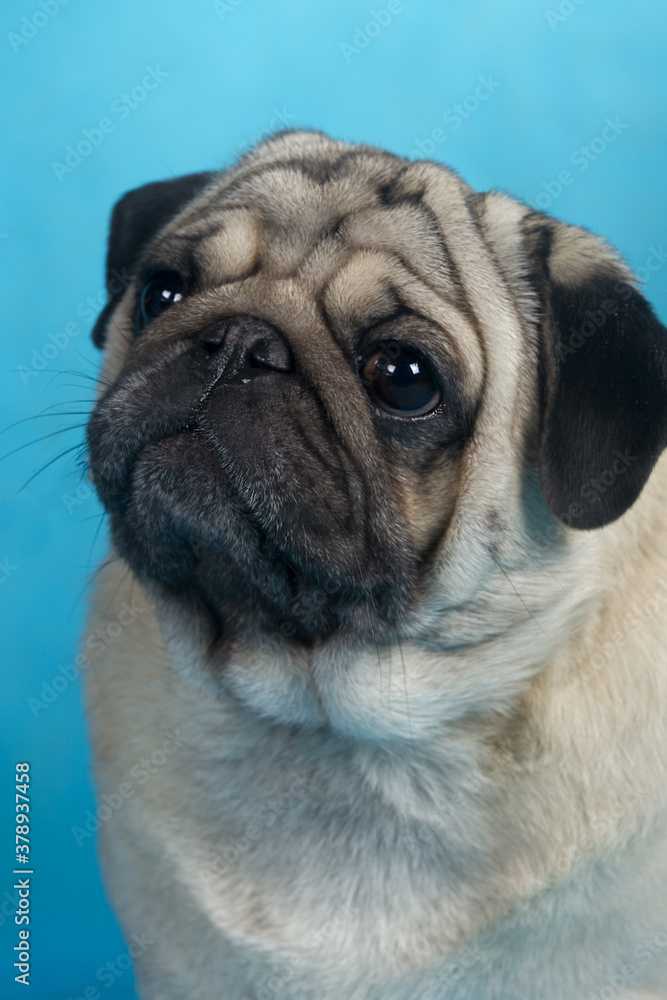 close-up portrait of a pug dog on a blue background