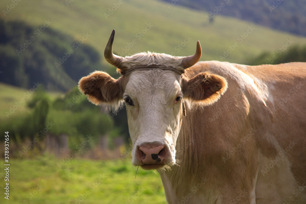 White-brown bull grazing in the meadow looking at the camera. White-brown bull grazing in the meadow looking at the camera.
