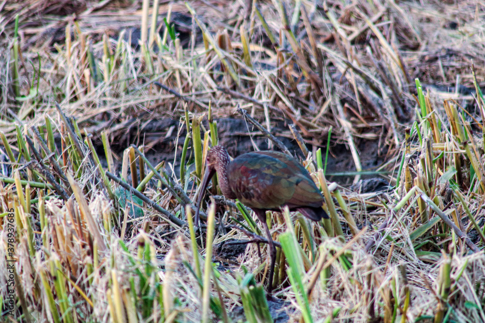 Obraz premium bird drinking from pond