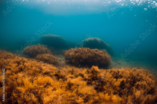 Underwater view with red seaweed at rocks in transparent sea © artifirsov