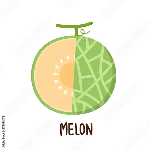 Melon logo vector. melon on white background. Half melon.