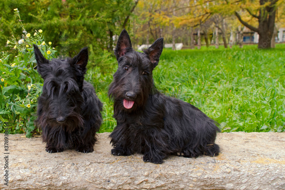 two black Scotch Terriers sit in nature in the Park in the summer