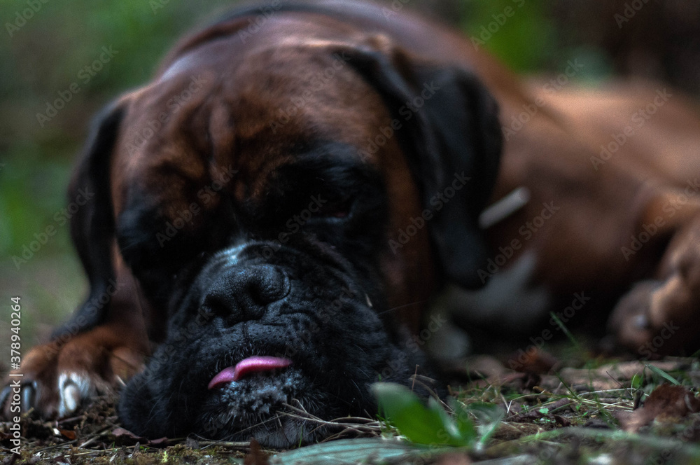 
brown boxer dog resting with tongue out