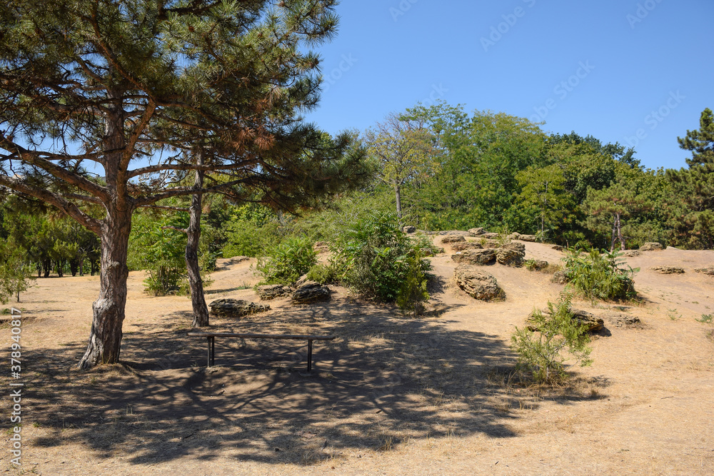 There is a pine tree near an alpine slide with scattered large stones, and under it is a bench for rest