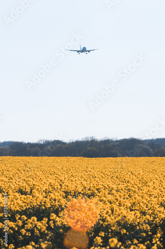 Airplane flying over yellow field
