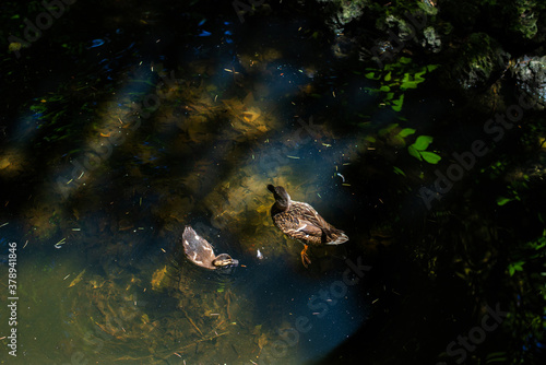 Mother duck and baby duck swimming in lake, top view photography