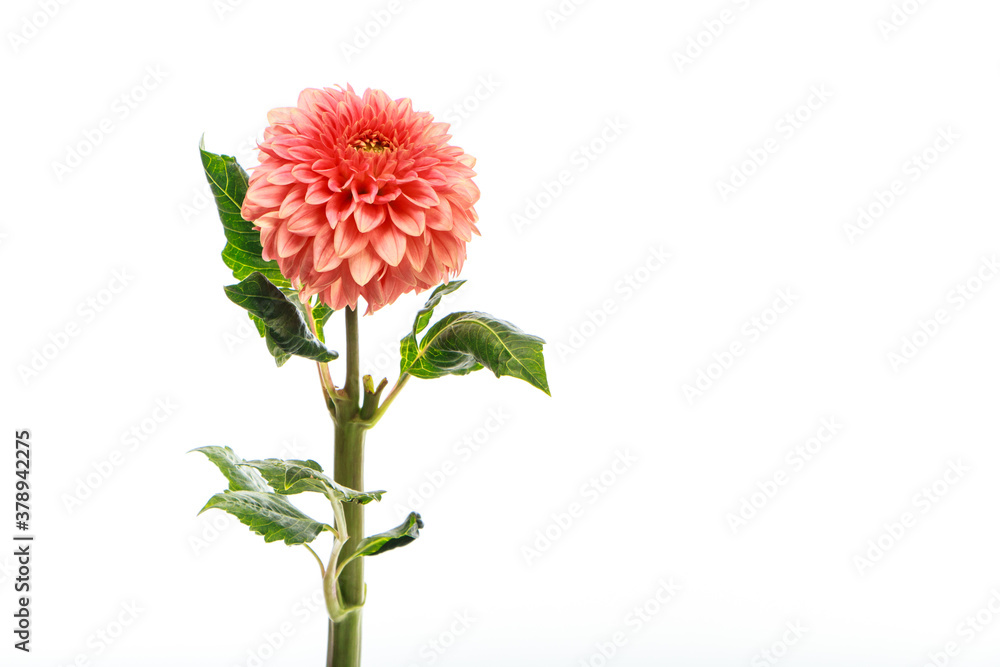 Pink fragile dahlia flower isolated on white background, greeting card