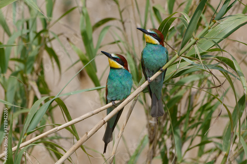 Couple of European Bee-eaters  Merops apiaster  perched on a branch