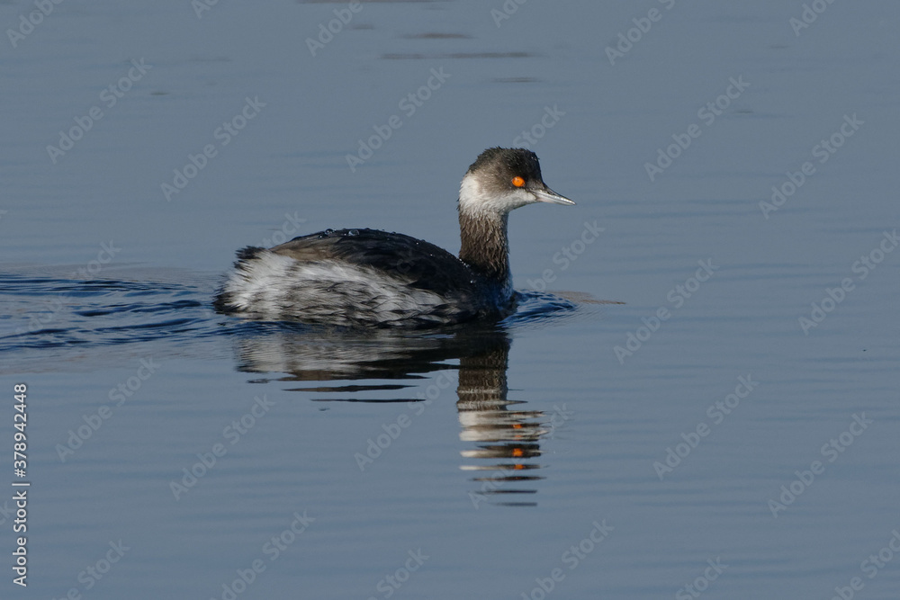 Black-necked Grebe (Podiceps nigricollis) in winter plumage swimming on the water Black-necked Grebe (Podiceps nigricollis) in winter plumage swimming on the water