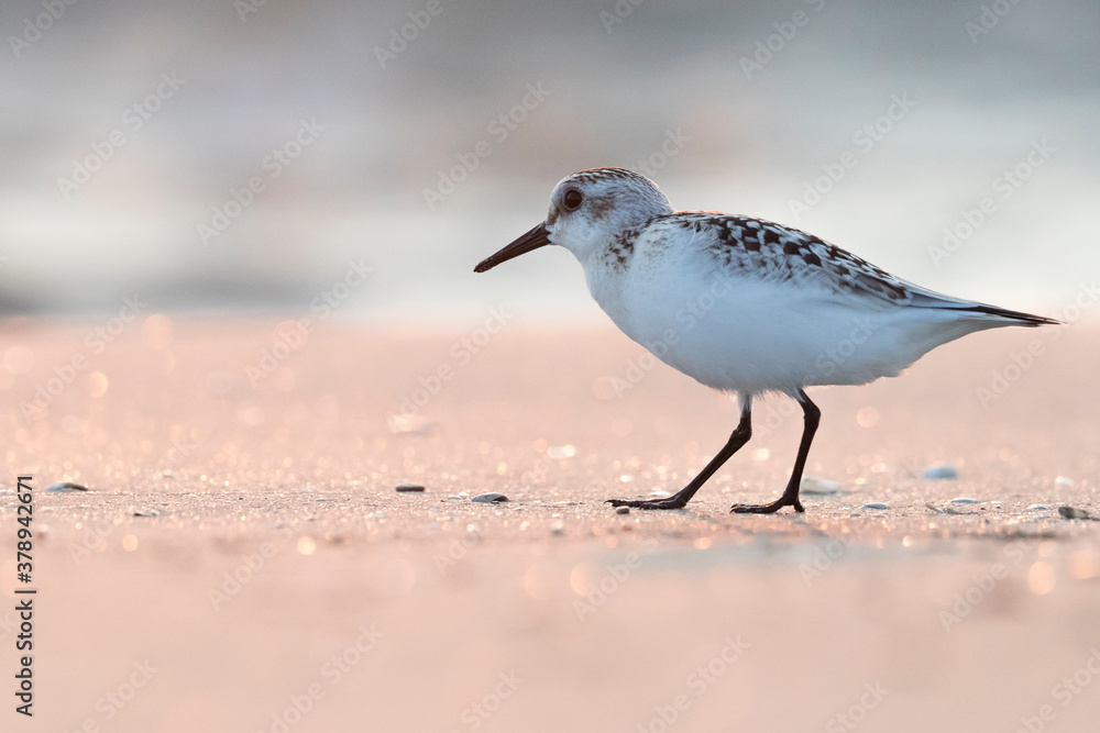 Waders or shorebirds, sanderling on the beach Waders or shorebirds, sanderling on the beach
