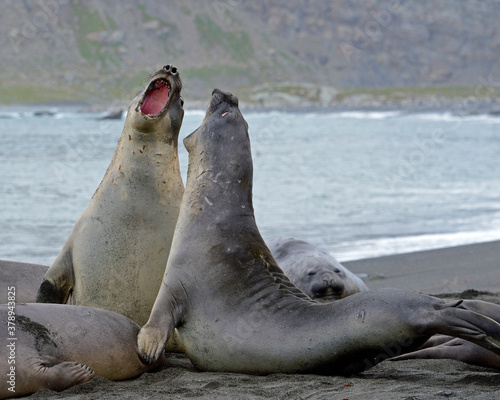 two young male Southern Elephant Seals battle for dominance on the beach - South Georgia