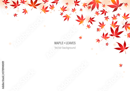 Red maple tree leaves vector illustration. Border of autumn japanese maple tree leaves on white background. Eps 10 vector illustration.