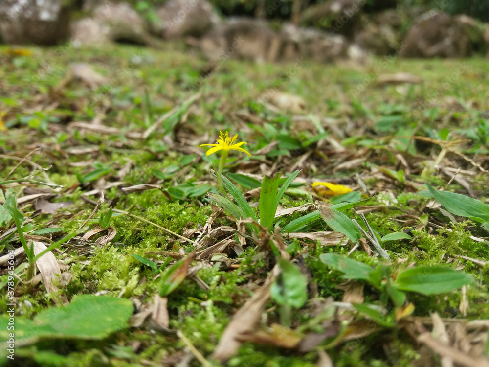 grass green nature little flower grass green nature little flower