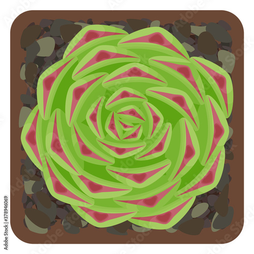 Succulent sempervivum in pot. Isolated on white background. Vector illustration.