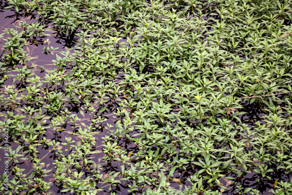 plants growing on a pond plants growing on a pond
