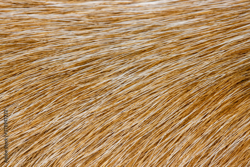 Reddish brown animal fur background