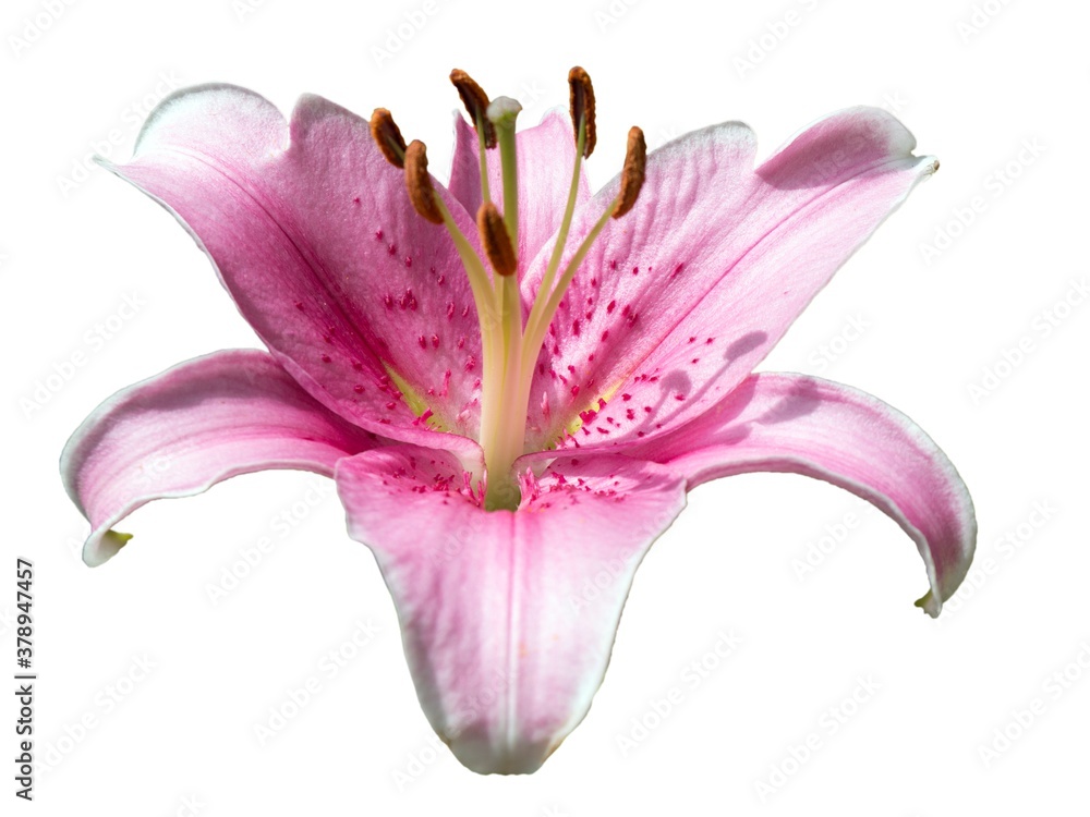 Naklejka premium pink lily flower
