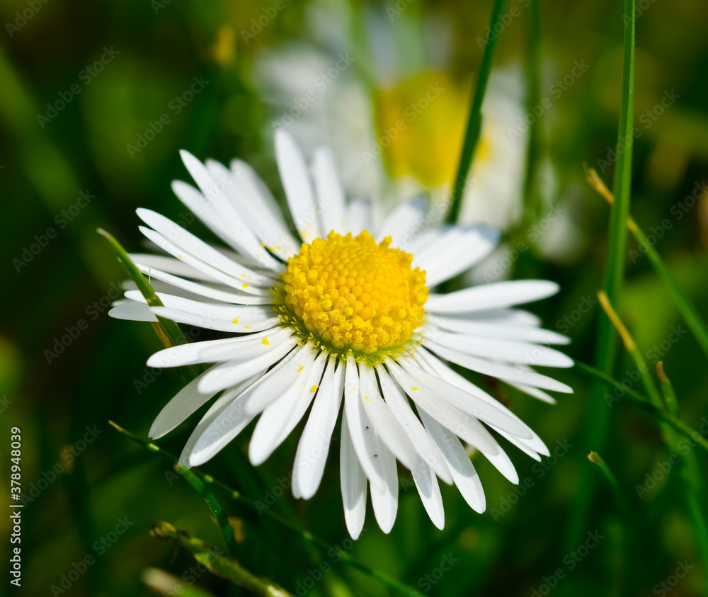 Obraz premium daisy flower