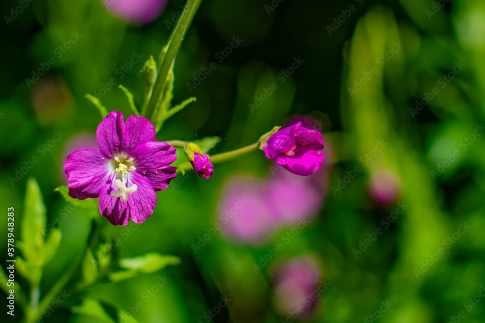Title: A beautiful summer close up image of the three opening stages of the great willowherb (Epilobium hirsutum) flower with copy space - a closed, half open and opened version Title: A beautiful summer close up image of the three opening stages of the great willowherb (Epilobium hirsutum) flower with copy space - a closed, half open and opened version