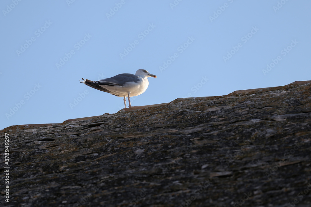 Seagulls sit on the roof of the house Seagulls sit on the roof of the house