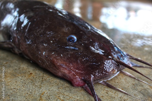 hybrid thai magur head clarias fish head close up  photo