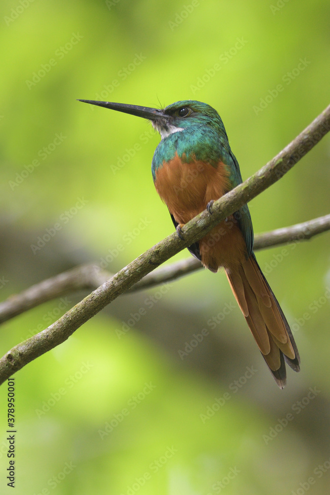 Fototapeta premium Rufous-tailed jacamar perched on branch