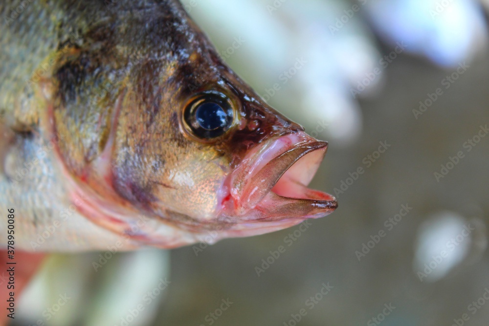 sea bass fish close up photo seabass fish in hand fish close up photo